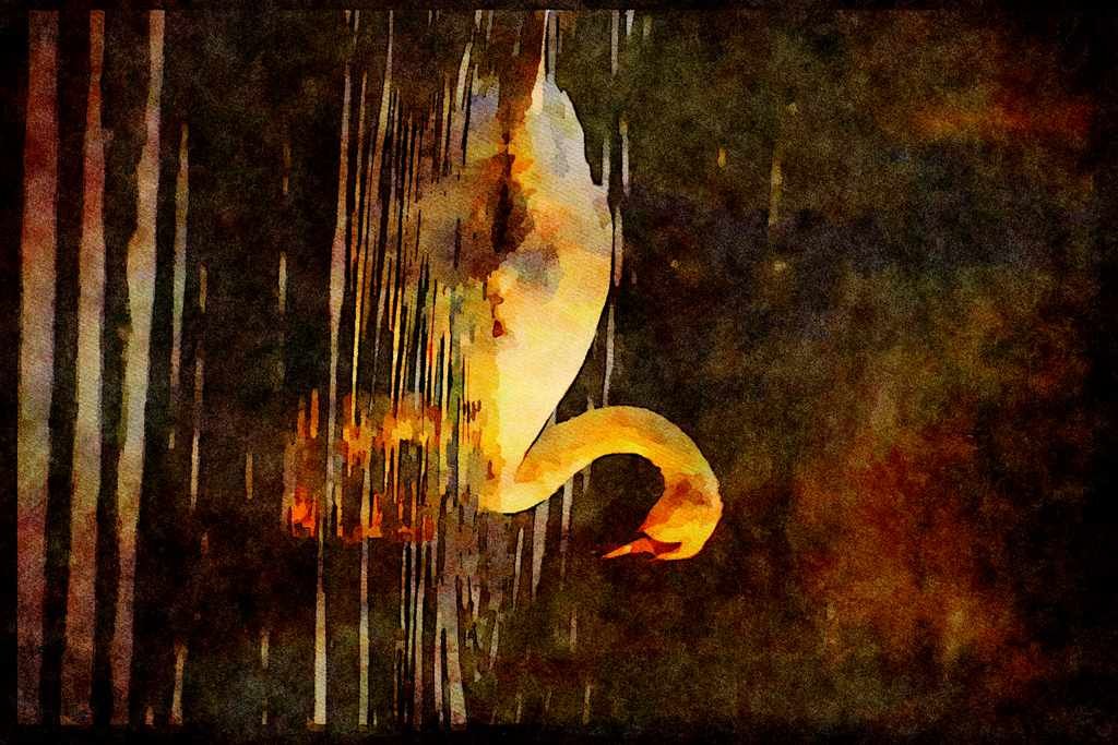 707055 Muted Swan A4 Limited Edition Watercolour Print