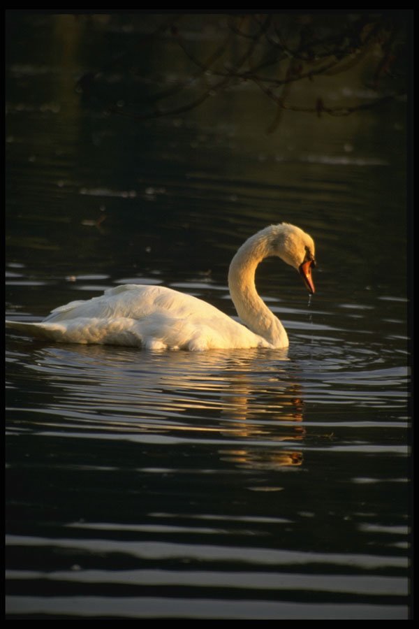 707055 Muted Swan A4 Photo Print