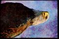 707056 Bald Eagle A4 Limited Edition Watercolour Print
