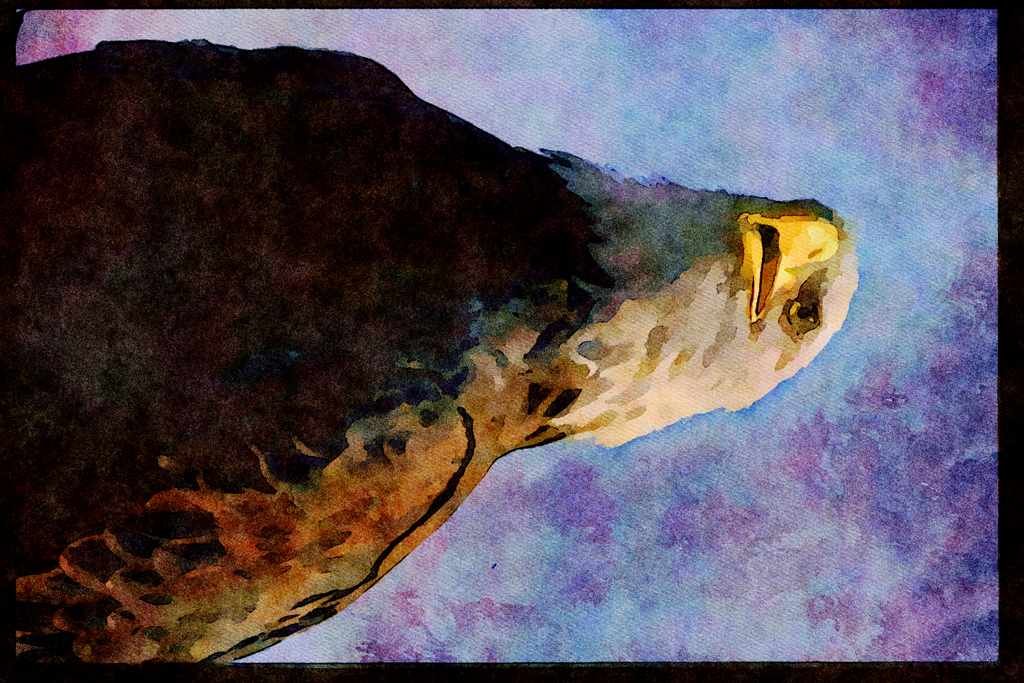 707056 Bald Eagle A4 Limited Edition Watercolour Print