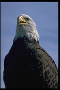 707056 Bald Eagle A4 Photo Print