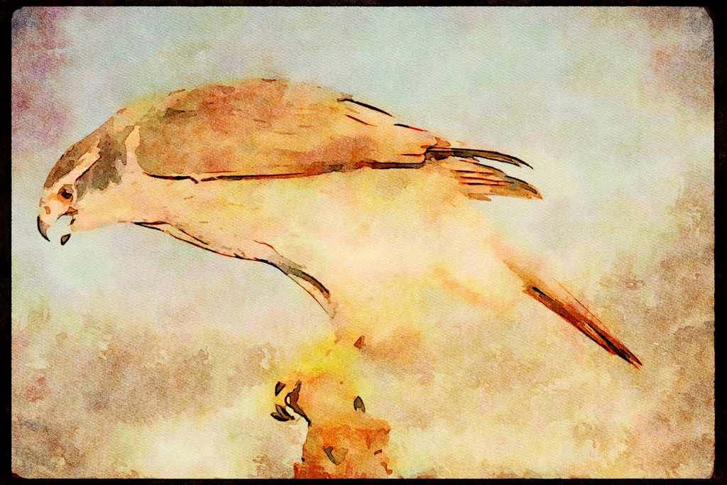 707058 Goshawk, Accipter Gentillis, California, U.S.A. A4 Limited Edition Watercolour Print