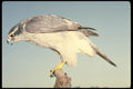 707058 Goshawk, Accipter Gentillis, California, U.S.A. A4 Photo Print