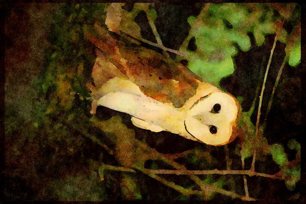 707059 Common Barn owl, Tyto Alba, California, U.S.A. A4 Limited Edition Watercolour Print