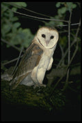 707059 Common Barn owl, Tyto Alba, California, U.S.A. A4 Photo Print