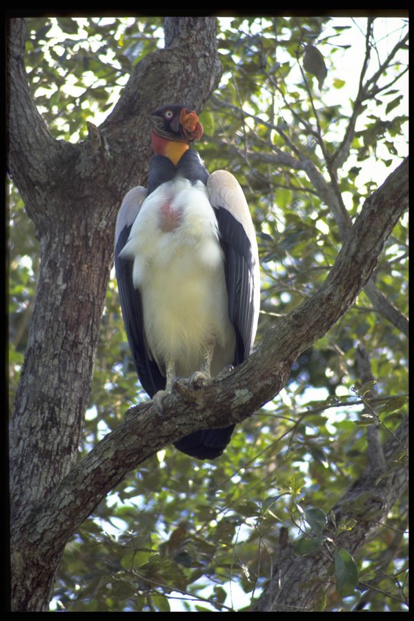 707061 King Vulture, Endangered Species A4 Photo Print