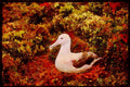 707062 Royal Albatross A4 Limited Edition Watercolour Print
