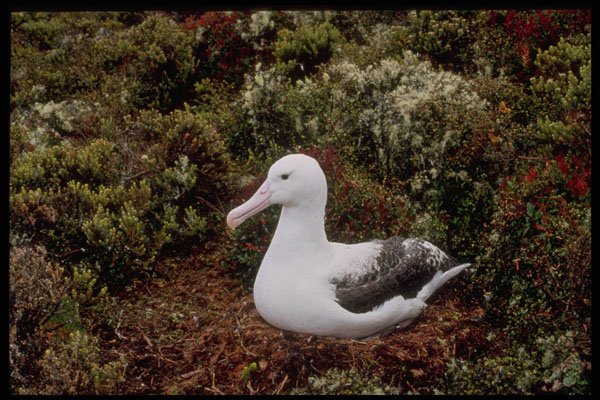 707062 Royal Albatross A4 Photo Print