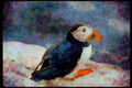 707063 Puffin, Fratercula Artica A4 Limited Edition Watercolour Print