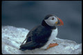 707063 Puffin, Fratercula Artica A4 Photo Print