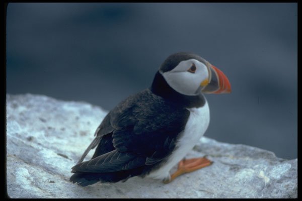 707063 Puffin, Fratercula Artica A4 Photo Print