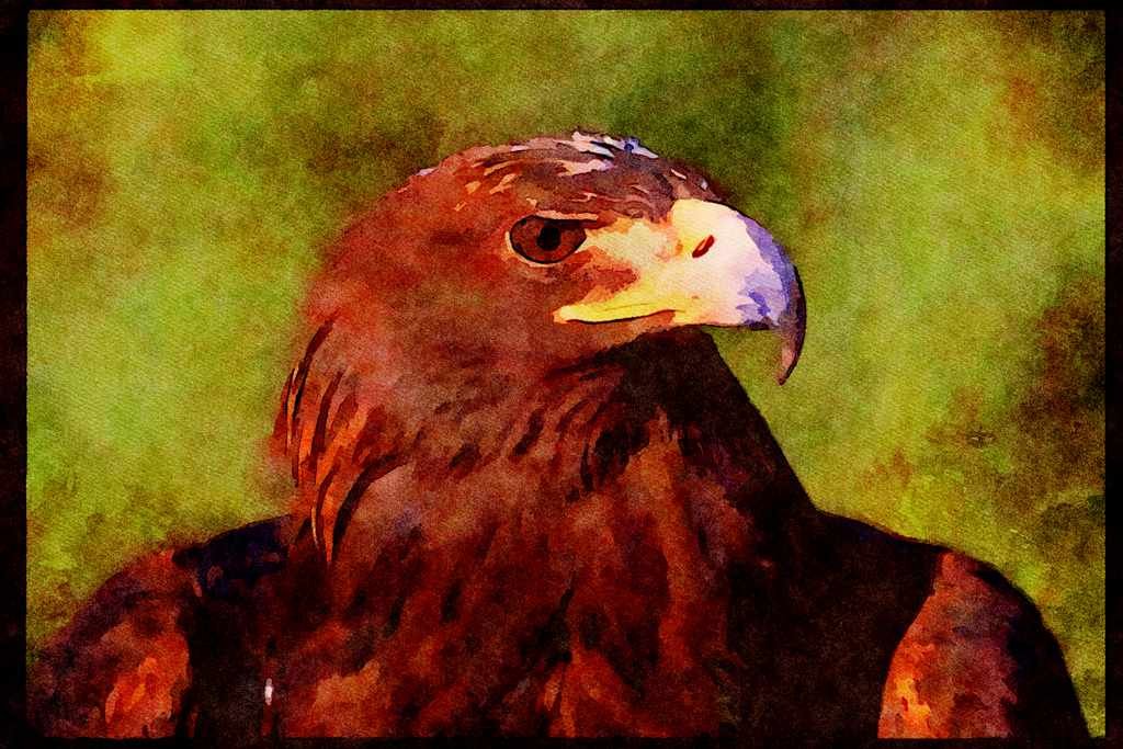 707064 Young Golden Eagle A4 Limited Edition Watercolour Print