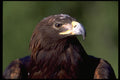 707064 Young Golden Eagle A4 Photo Print