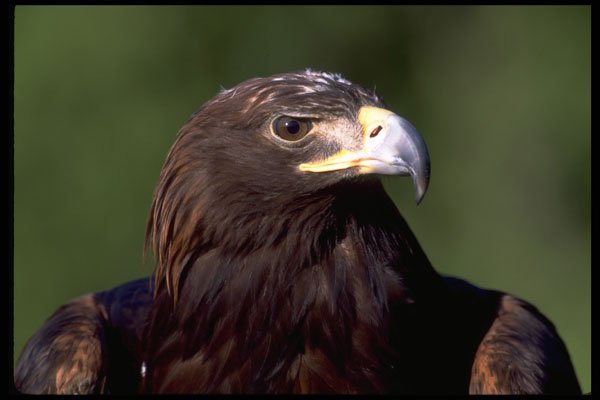 707064 Young Golden Eagle A4 Photo Print
