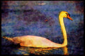 707065 Swan A4 Limited Edition Watercolour Print