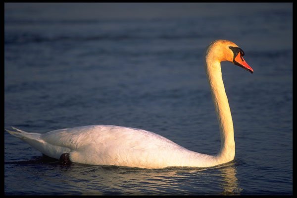 707065 Swan A4 Photo Print