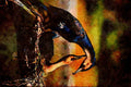 707066 Great Cormorant Pair, Tropical A4 Limited Edition Watercolour Print