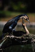 707066 Great Cormorant Pair, Tropical A4 Photo Print