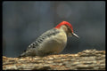 707068 Red bellied Woodpecker, Deerfield, Illinois, U.S.A. A4 Photo Print