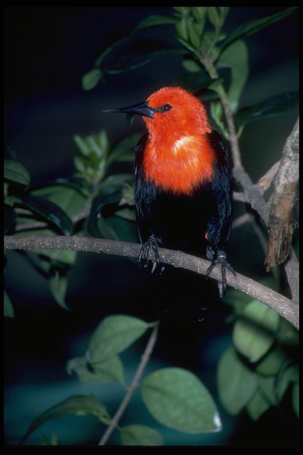 707069 Scarlet headed Blackbird, South America A4 Photo Print