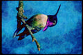 707070 Costa's Hummingbird, Calypte Costae, Sacremento, U.S.A. A4 Limited Edition Watercolour Print