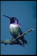 707070 Costa's Hummingbird, Calypte Costae, Sacremento, U.S.A. A4 Photo Print