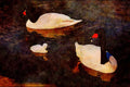 707071 Black headed Swans A4 Limited Edition Watercolour Print