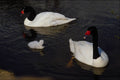 707071 Black headed Swans A4 Photo Print