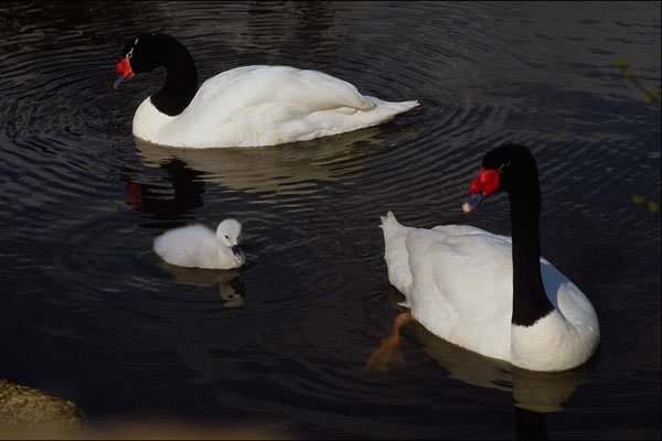 707071 Black headed Swans A4 Photo Print
