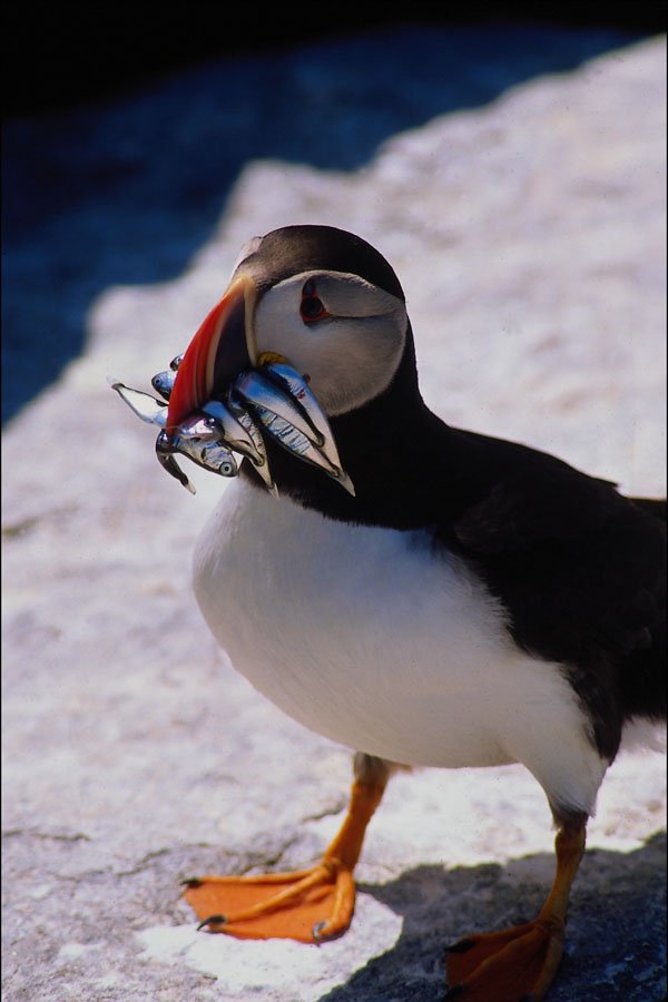 707072 Puffin A4 Photo Print