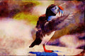 707073 Puffin A4 Limited Edition Watercolour Print