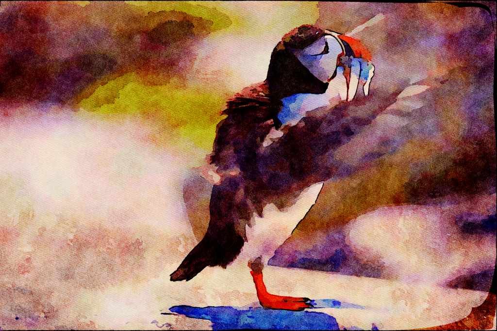 707073 Puffin A4 Limited Edition Watercolour Print
