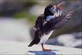 707073 Puffin A4 Photo Print