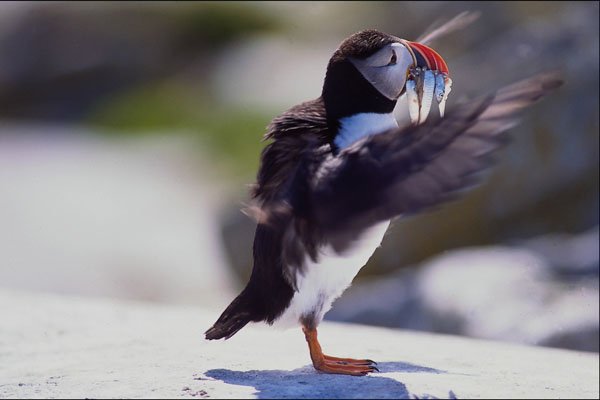 707073 Puffin A4 Photo Print