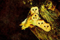 707074 Young Barn owls, 9 Weeks Old A4 Limited Edition Watercolour Print