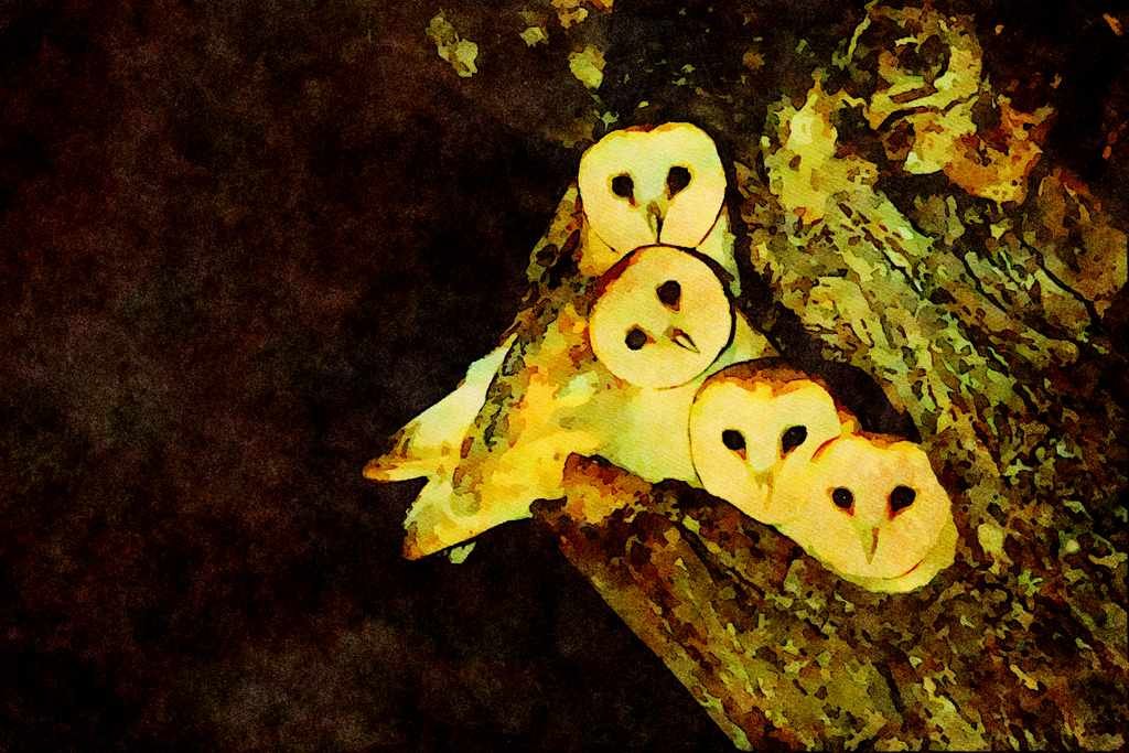 707074 Young Barn owls, 9 Weeks Old A4 Limited Edition Watercolour Print