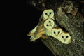 707074 Young Barn owls, 9 Weeks Old A4 Photo Print