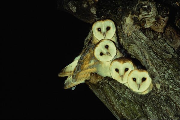 707074 Young Barn owls, 9 Weeks Old A4 Photo Print