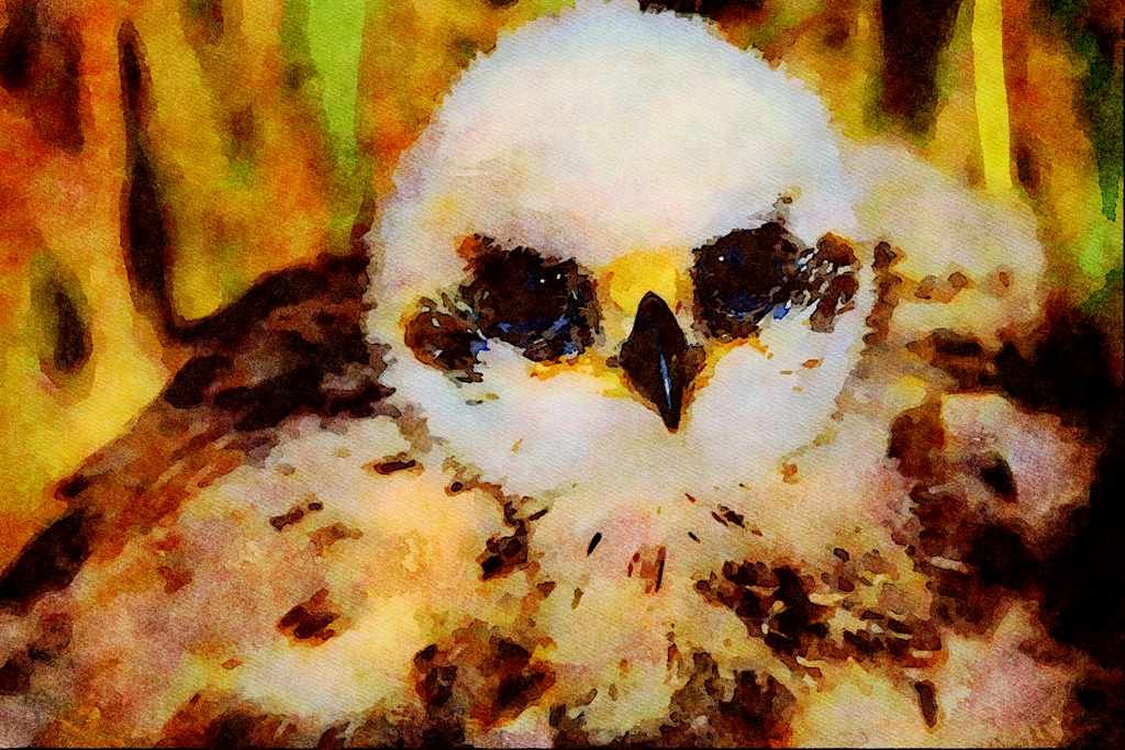 707075 Marsh Harrier, 3 1_2 Weeks Old A4 Limited Edition Watercolour Print