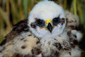 707075 Marsh Harrier, 3 1 2 Weeks Old A4 Photo Print