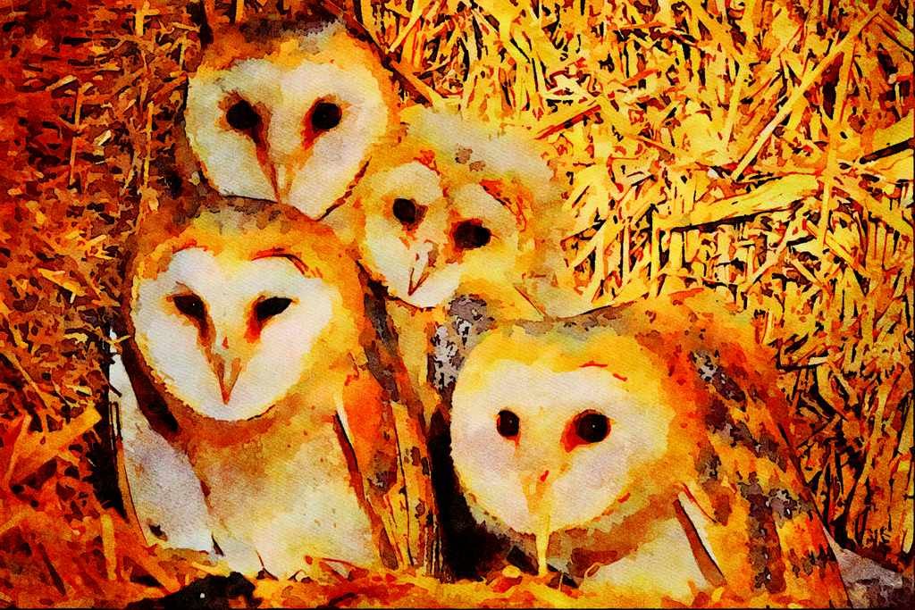 707076 Young Barn owls A4 Limited Edition Watercolour Print