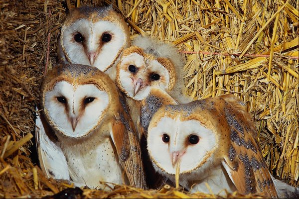 707076 Young Barn owls A4 Photo Print