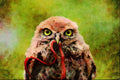 707077 Juvenile Little Owl A4 Limited Edition Watercolour Print