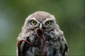 707077 Juvenile Little Owl A4 Photo Print