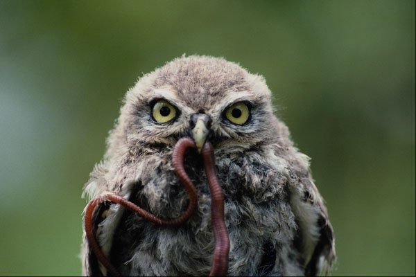 707077 Juvenile Little Owl A4 Photo Print