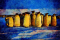 707078 Emperor Penguins By Moonlight A4 Limited Edition Watercolour Print