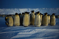 707078 Emperor Penguins By Moonlight A4 Photo Print