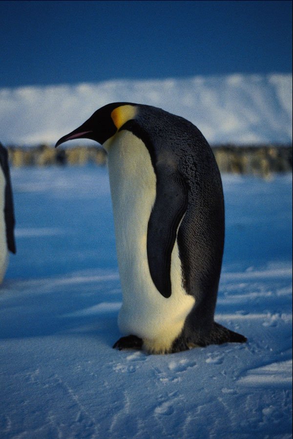 707079 Emperor Penguin By Moonlight A4 Photo Print