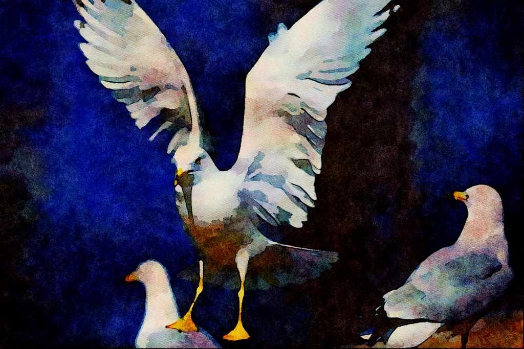 707080 Seagull A4 Limited Edition Watercolour Print
