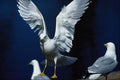 707080 Seagull A4 Photo Print
